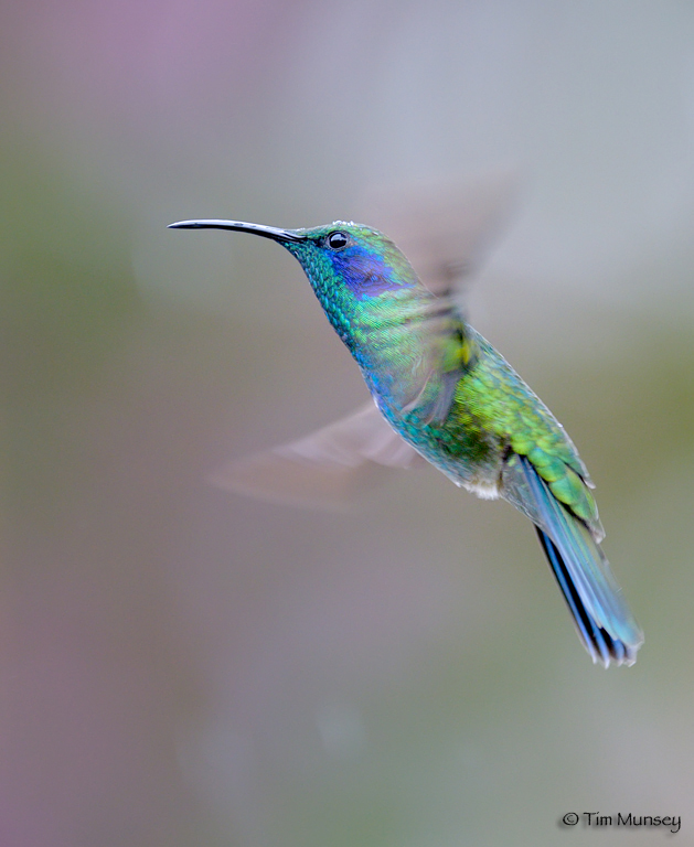 Aerial Ballet